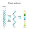 DNA Replication, RNA, mRNA, Protein synthesis, Transcription and translation