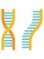 DNA and RNA Virus Helix Strand