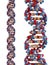 DNA strand