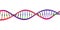 DNA strand. Isolated on white background. Vector illustration.