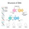 DNA structure. Adenine, Cytosine, Thymine, Guanine, Sugar phosphatebackbone, and Hydrogen bond