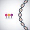 Dna structure chromosome design