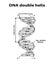 DNA structure double helix in black lines on white background. Nucleotide, Phosphate, Sugar, and bases. education vector info grap