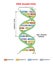 DNA structure double helix on white background. Nucleotide, Phosphate, Sugar, and bases. education info graphic. Adenine, T