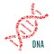 DNA symbol of vector hearts and blood