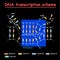 DNA transcription. DNA and RNA structure double helix colore on black background. Nucleotide, Phosphate, Sugar, and bases. educati