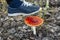 Do not destroy the red fly agarics.