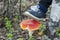 Do not destroy the red fly agarics.