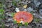 Do not destroy the red fly agarics.