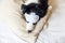 Do not disturb me let me sleep. Funny puppy border collie with sleeping eye mask lay on pillow blanket in bed Little dog at home