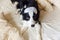 Do not disturb me let me sleep. Funny puppy border collie with sleeping eye mask lay on pillow blanket in bed Little dog at home