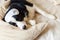 Do not disturb me let me sleep. Funny puppy border collie with sleeping eye mask lay on pillow blanket in bed Little dog at home