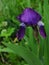 Do not open the lilac Iris in the rain drops.