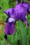 Do not open the lilac Iris in the rain drops.