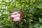 Do not pass stop sign in forest overgrown by trees