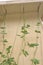 Do It Yourself DIY Climbing Green Bean Trellis gardening with green jute and steel hooks detail vertical