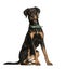 Doberman, 10 years old, sitting in front of white background