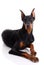 Doberman