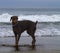 Doberman on the Beach