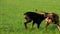 Doberman and Belgian Shepherd Malinois are running and playing on green field