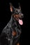 Doberman on black