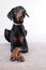 Doberman black brown rescue dog