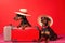 Doberman breed dogs, wearing sunglasses, wearing a hat, on a red background in the studio, next to suitcases for