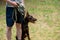 Doberman brown color, on a leash, sitting on the ground next to the owner