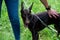 Doberman brown color strokes the hostess on the back, against the background of green grass