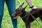 Doberman brown color strokes the hostess on the back, against the background of green grass