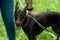 Doberman brown color strokes the hostess on the back, against the background of green grass