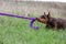 Doberman brown dobermann dog plays tug of purple toy rope lying in the grass in the meadow in the afternoon. Horizontal