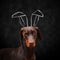 Doberman with bunny ears