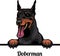 Doberman - Color Peeking Dogs - dog breed. Color image of a dogs head isolated on a white background