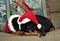 Doberman curled in ball dressed for Christmas