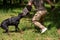Doberman with a cynologist, in attack training, in the face.