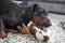 Doberman and Dachshund play fighting on floor