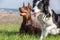 Doberman dobermann and border collie dogs lie in the green grass on a hill on a sunny day. The Border Collie moved