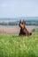 Doberman dobermann dog lies in a clearing on the green grass on a hill. Portrait on a blurry background sunny day