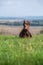 Doberman dobermann dog lies on the green grass on a hill with open mouth. Portrait on a blurry background sunny day