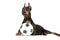 Doberman dog with ball on white background