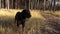 Doberman dog barks in a meadow in the grass on the pine forest background in autumn sunny day.