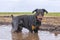 Doberman dog bathes in a dirty puddle on a dirt road