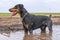 Doberman dog bathes in a dirty puddle on a dirt road