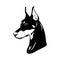 Doberman, dog, black and white vector illustration. Portrait. The head of a domestic animal. Tattoo. Clipart, laser