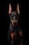 Doberman Dog with catting ears on isolated Black background