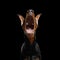 Doberman Dog with catting ears on isolated Black background