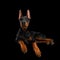 Doberman Dog with catting ears on isolated Black background