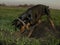 Doberman dog digs hard ground in search of a rodent mole or gopher