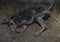 Doberman dog digs its paws and rips teeth pieces of soil in search of a rodent or ground squirrel